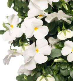 Intratuin Stiefmütterchen Wandhänger (Viola) D 20 H cm| Einjährige Pflanzen|Stiefmütterchen & Hornveilchen