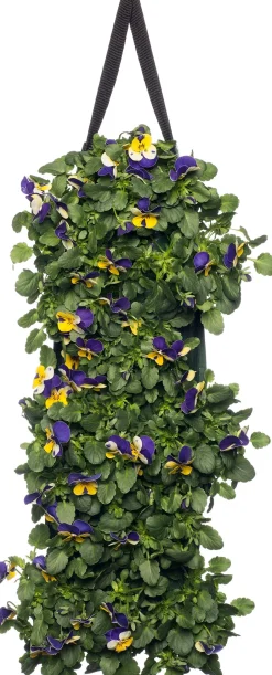 Intratuin Stiefmütterchen Wandhänger (Viola) D 20 H cm| Einjährige Pflanzen|Stiefmütterchen & Hornveilchen