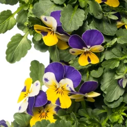 Intratuin Stiefmütterchen Wandhänger (Viola) D 20 H cm| Einjährige Pflanzen|Stiefmütterchen & Hornveilchen