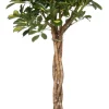 Intratuin Strahlenaralie (Schefflera arboricola 'Compacta') D 27 H 120 cm| Grünpflanzen|Große Pflanzen