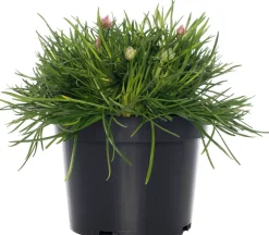 Intratuin Strand-Grasnelke (Armeria maritima 'Rosea') D 12 H 25 cm| Blühende Pflanzen|Immergrüne Pflanzen