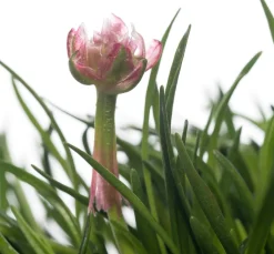 Intratuin Strand-Grasnelke (Armeria maritima 'Rosea') D 12 H 25 cm| Blühende Pflanzen|Immergrüne Pflanzen