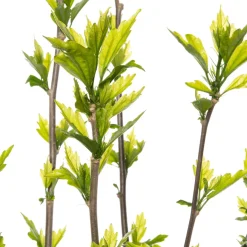 Intratuin Straucheibisch (Hibiscus syriacus 'Speciosus') D 23 H 50 cm| Blühende Pflanzen|Hibiskus