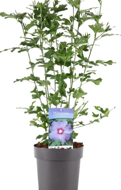 Intratuin Straucheibisch (Hibiscus syriacus 'Oiseau Blue') D 23 H 60 cm| Hibiskus|Blühende Pflanzen