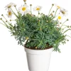 Intratuin Strauchmargerite (Argyranthemum frutescens) weiß D 14 H 25 cm| Blühende Pflanzen|Einjährige Pflanzen