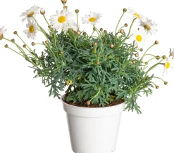 Intratuin Strauchmargerite (Argyranthemum frutescens) weiß D 14 H 25 cm| Blühende Pflanzen|Einjährige Pflanzen