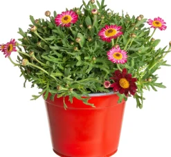 Intratuin Strauchmargerite (Argyranthemum frutescens) rot D 14 H 25 cm| Blühende Pflanzen|Einjährige Pflanzen