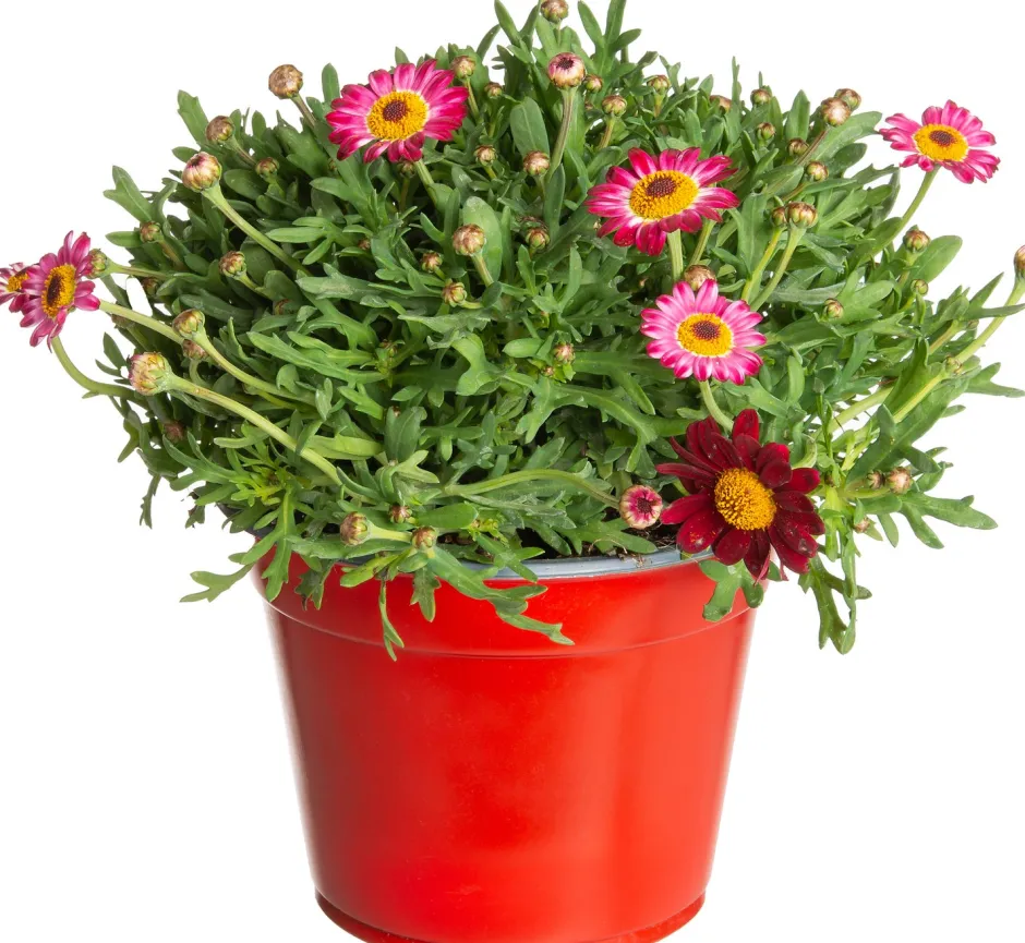 Intratuin Strauchmargerite (Argyranthemum frutescens) rot D 14 H 25 cm| Blühende Pflanzen|Einjährige Pflanzen