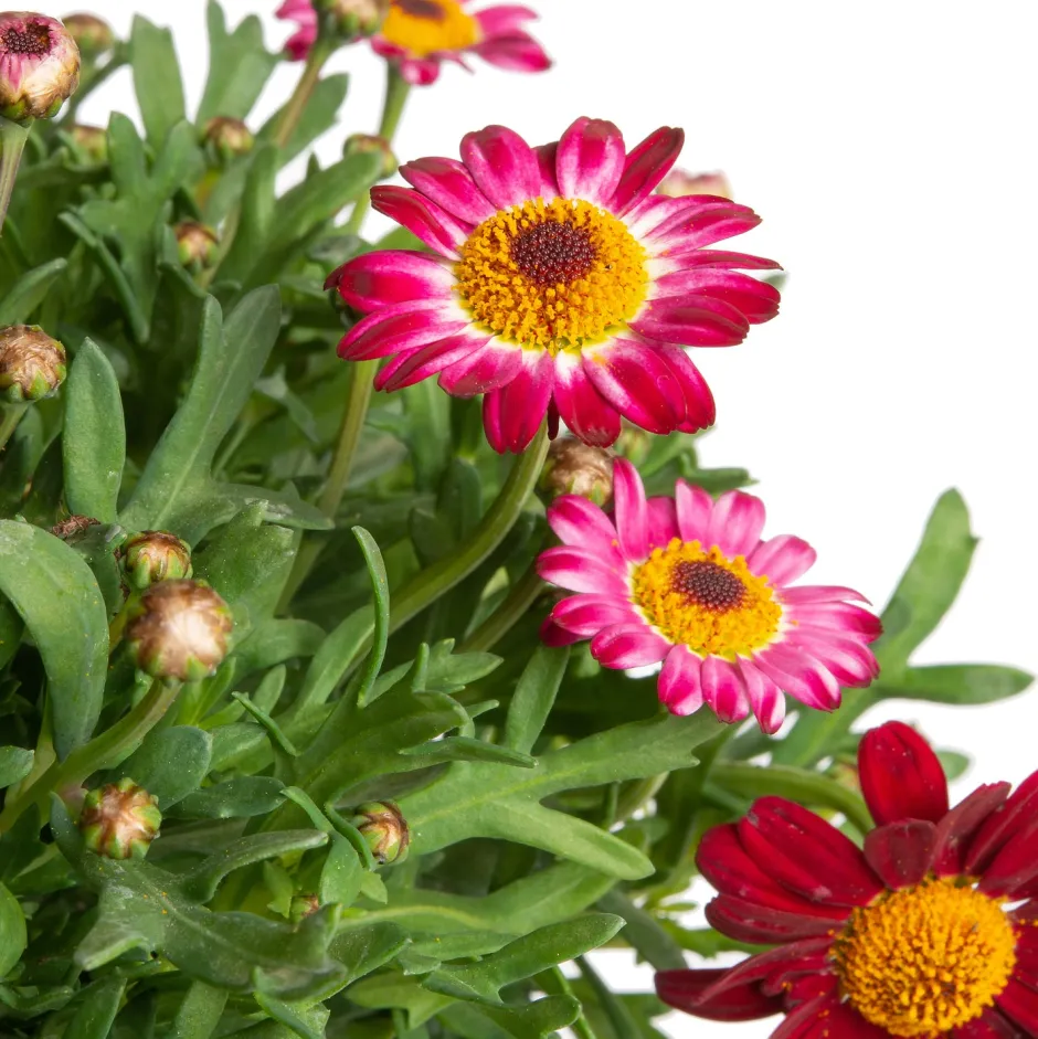 Intratuin Strauchmargerite (Argyranthemum frutescens) rot D 14 H 25 cm| Blühende Pflanzen|Einjährige Pflanzen