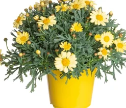 Intratuin Strauchmargerite (Argyranthemum frutescens) gelb D 14 H 25 cm| Blühende Pflanzen|Einjährige Pflanzen