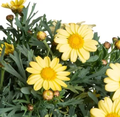 Intratuin Strauchmargerite (Argyranthemum frutescens) gelb D 14 H 25 cm| Blühende Pflanzen|Einjährige Pflanzen