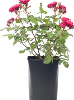 Intratuin Strauchrose (Rosa 'Red Meilove')| Rosen