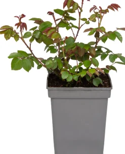 Intratuin Strauchrose (Rosa 'Romina') D 23 H 25 cm| Blühende Pflanzen|Winterharte Pflanzen