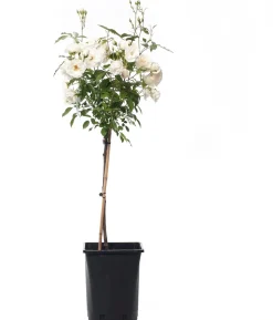 Intratuin Strauchrose (Rosa 'Schneewittchen')| Immergrüne Pflanzen|Rosen