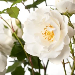 Intratuin Strauchrose (Rosa 'Schneewittchen')| Immergrüne Pflanzen|Rosen