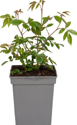 Intratuin Strauchrose (Rosa 'Schneewittchen')| Immergrüne Pflanzen|Rosen