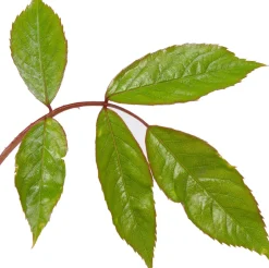 Intratuin Strauchrose (Rosa 'Schneewittchen')| Immergrüne Pflanzen|Rosen