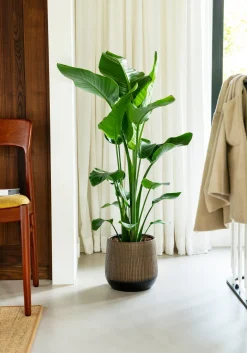 Intratuin Strelitzie (Strelitzia nicolai) D 21 cm H 100 cm| Große Pflanzen|Blühende Zimmerpflanzen