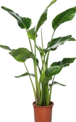 Intratuin Strelitzie (Strelitzia nicolai) D 27 cm H 150 cm| Große Pflanzen|Blühende Zimmerpflanzen