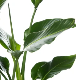 Intratuin Strelitzie (Strelitzia nicolai) D 27 cm H 150 cm| Große Pflanzen|Blühende Zimmerpflanzen