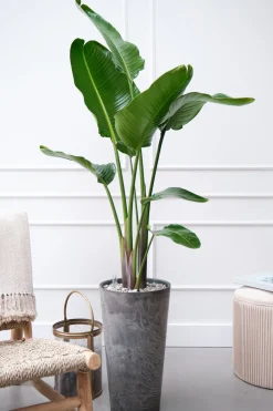 Intratuin Strelitzie (Strelitzia nicolai) D 27 H 150 cm| Große Pflanzen|Blühende Zimmerpflanzen