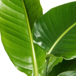 Intratuin Strelitzie (Strelitzia nicolai) D 19 cm H 90 cm| Große Pflanzen|Blühende Zimmerpflanzen