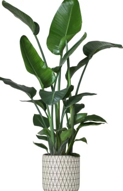 Intratuin Strelitzie (Strelitzia nicolai) D 24 cm H 110 cm| Große Pflanzen|Blühende Zimmerpflanzen