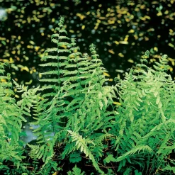 Intratuin Sumpffarn (Thelypteris palustris) D 9 H 20 cm| Farne|Teichpflanzen