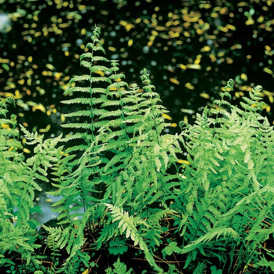Intratuin Sumpffarn (Thelypteris palustris) D 9 H 20 cm| Farne|Teichpflanzen
