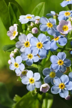 Intratuin Sumpf-Vergissmeinnicht (Myosotis palustris) D 9 H 20 cm| Blühende Pflanzen|Teichpflanzen