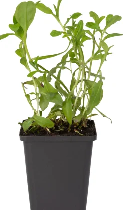 Intratuin Sumpf-Vergissmeinnicht (Myosotis palustris) D 9 H 20 cm| Blühende Pflanzen|Teichpflanzen