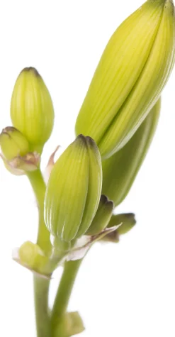 Intratuin Taglilie (Hemerocallis 'Joan Senior') D 11 H 10 cm| Winterharte Pflanzen|Mehrjährige Pflanzen