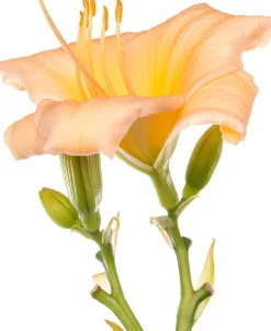 Intratuin Taglilie (Hemerocallis 'Mini Pearl') D 11 H 10 cm| Blühende Pflanzen|Winterharte Pflanzen