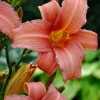 Intratuin Taglilie (Hemerocallis 'Pink Damask')| Blühende Pflanzen|Winterharte Pflanzen