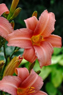 Intratuin Taglilie (Hemerocallis 'Pink Damask')| Blühende Pflanzen|Winterharte Pflanzen