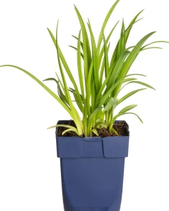 Intratuin Taglilie (Hemerocallis 'Sammy Russell')| Blühende Pflanzen|Winterharte Pflanzen