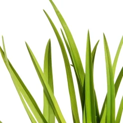 Intratuin Taglilie (Hemerocallis 'Sammy Russell')| Blühende Pflanzen|Winterharte Pflanzen