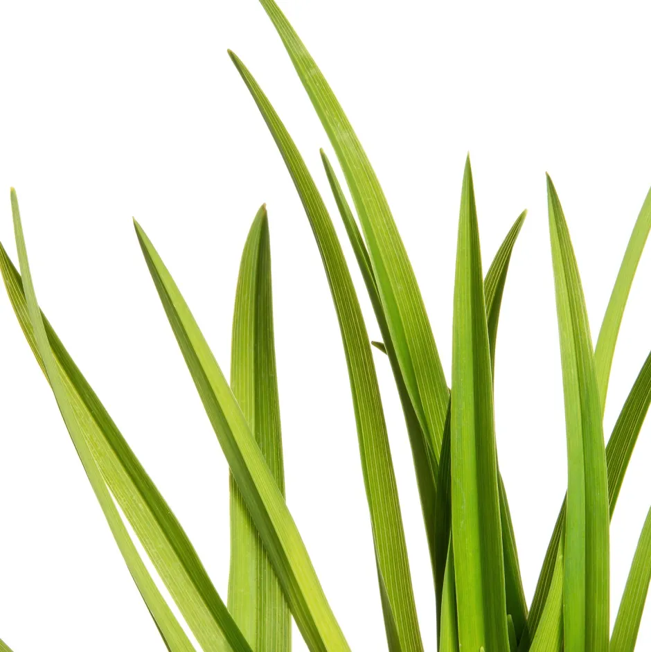 Intratuin Taglilie (Hemerocallis 'Sammy Russell')| Blühende Pflanzen|Winterharte Pflanzen