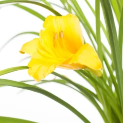 Intratuin Taglilie (Hemerocallis 'Stella De Oro')| Blühende Pflanzen|Winterharte Pflanzen
