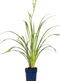 Intratuin Taglilie (Hemerocallis 'Summer Wine') D 11 H 10 cm| Blühende Pflanzen|Winterharte Pflanzen