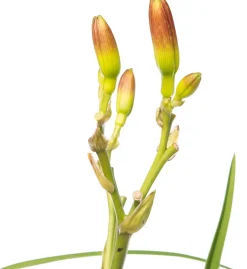 Intratuin Taglilie (Hemerocallis 'Summer Wine') D 11 H 10 cm| Blühende Pflanzen|Winterharte Pflanzen