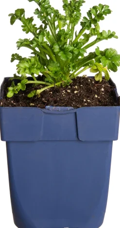 Intratuin Tauben-Skabiose (Scabiosa 'Barocca')| Blühende Pflanzen|Mehrjährige Pflanzen