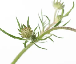 Intratuin Tauben-Skabiose (Scabiosa Columbaria 'Butterfly Blue') D 11 cm| Mehrjährige Pflanzen|Skabiose