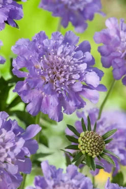 Intratuin Tauben-Skabiose (Scabiosa columumbaria 'Butterfly Blue') D 9 H 5 cm| Mehrjährige Pflanzen|Skabiose