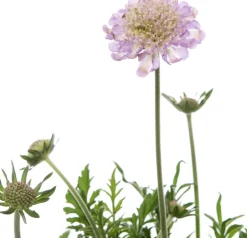 Intratuin Tauben-Skabiose (Scabiosa columbaria) D 15 H 15 cm| Blühende Pflanzen|Immergrüne Pflanzen