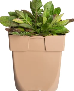 Intratuin Tauben-Skabiose (Scabiosa columbaria) D 11 H 10 cm| Winterharte Pflanzen|Mehrjährige Pflanzen