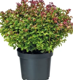 Intratuin Traubenheide (Leucotho) D 23 H 30 cm| Immergrüne Pflanzen|Winterharte Pflanzen