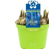 Intratuin Traubenhyazinthe (Muscari 'Blue Magic') D 12 H 12 cm| Kleine Zimmerpflanzen|Blühende Zimmerpflanzen