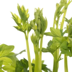 Intratuin Tränendes Herz (Dicentra spectabile 'Pink') D 17 H 40 cm| Winterharte Pflanzen|Mehrjährige Pflanzen