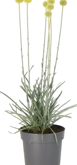 Intratuin Trommelstöckchen (Craspedia globosa 'Golf Beauty') D 17 H 65 cm| Blühende Pflanzen|Mehrjährige Pflanzen